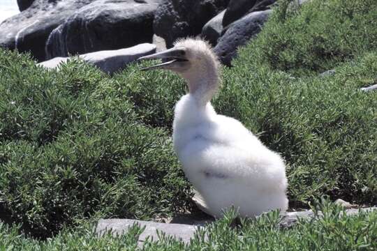 Image of Nazca Booby