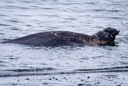 Image de Éléphant de mer du nord