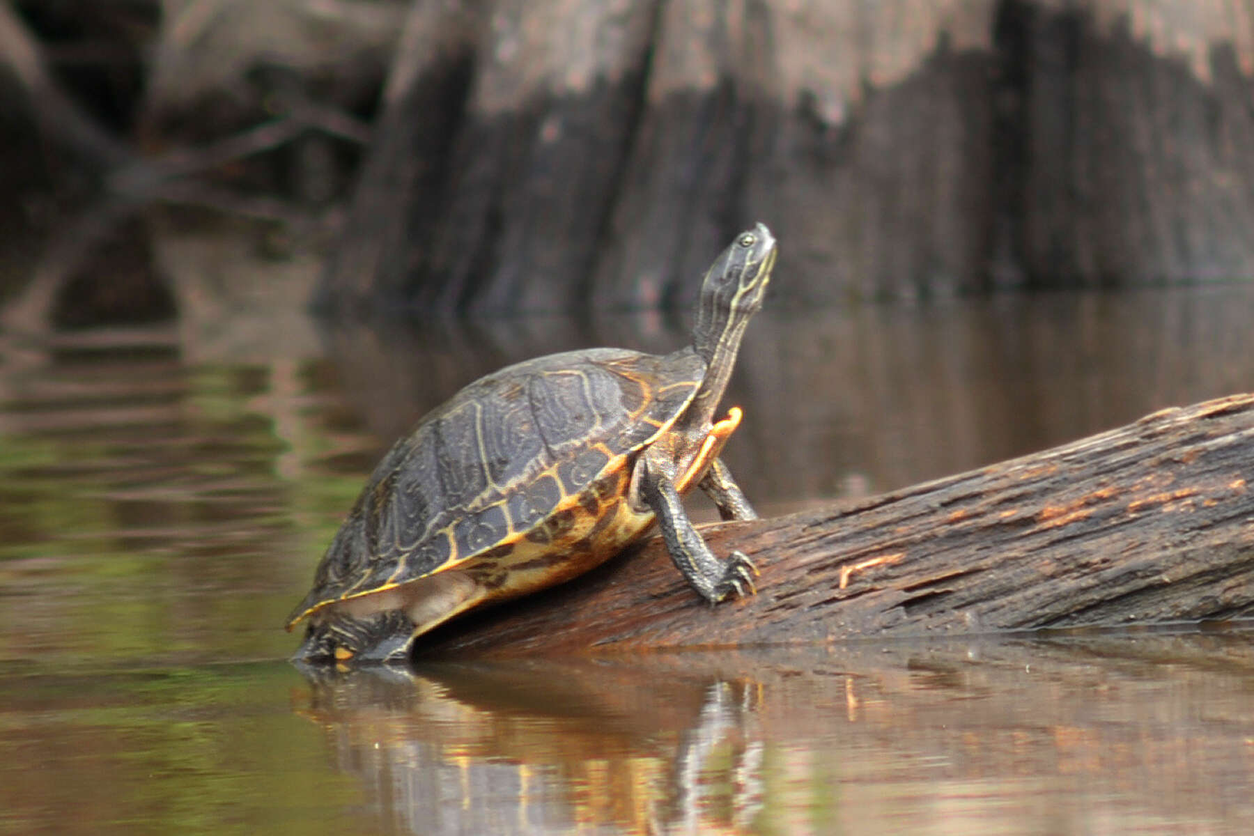 Image of Cooter Turtles