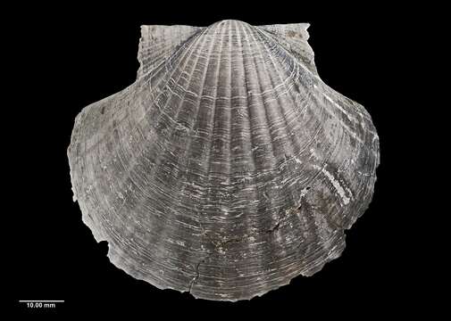 Image of New Zealand scallop