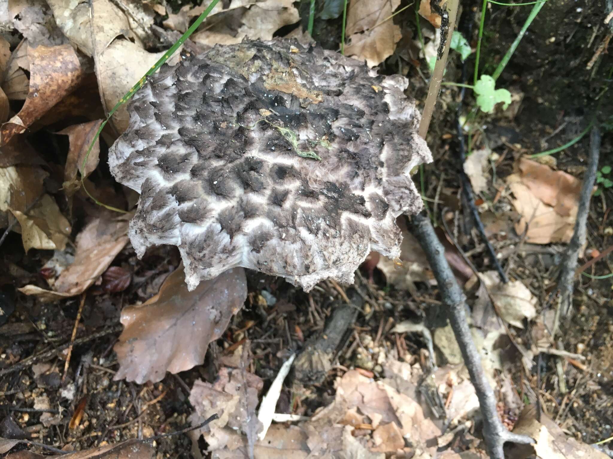 Слика од Strobilomyces strobilaceus (Scop.) Berk. 1851