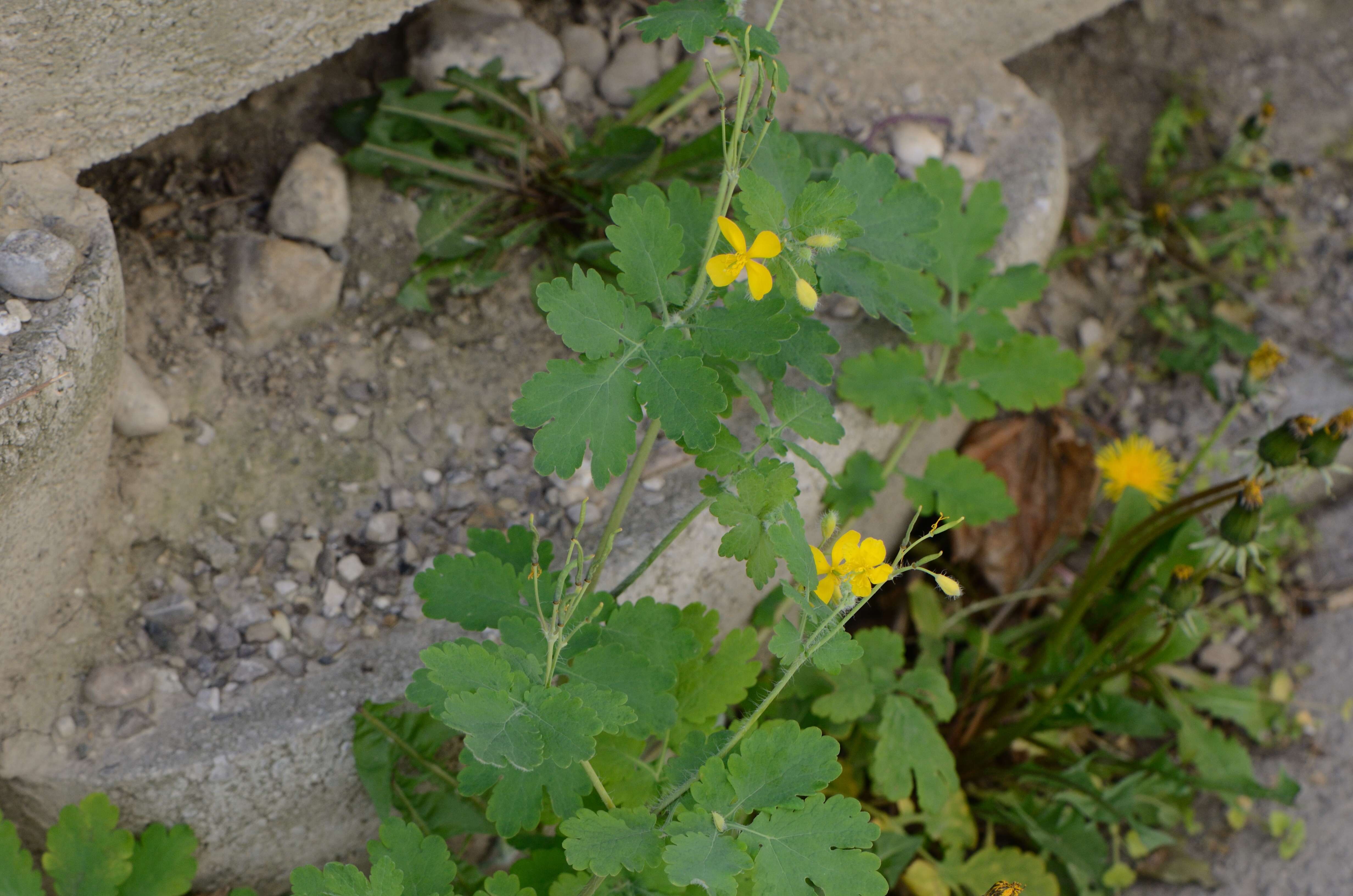 Image of celandine