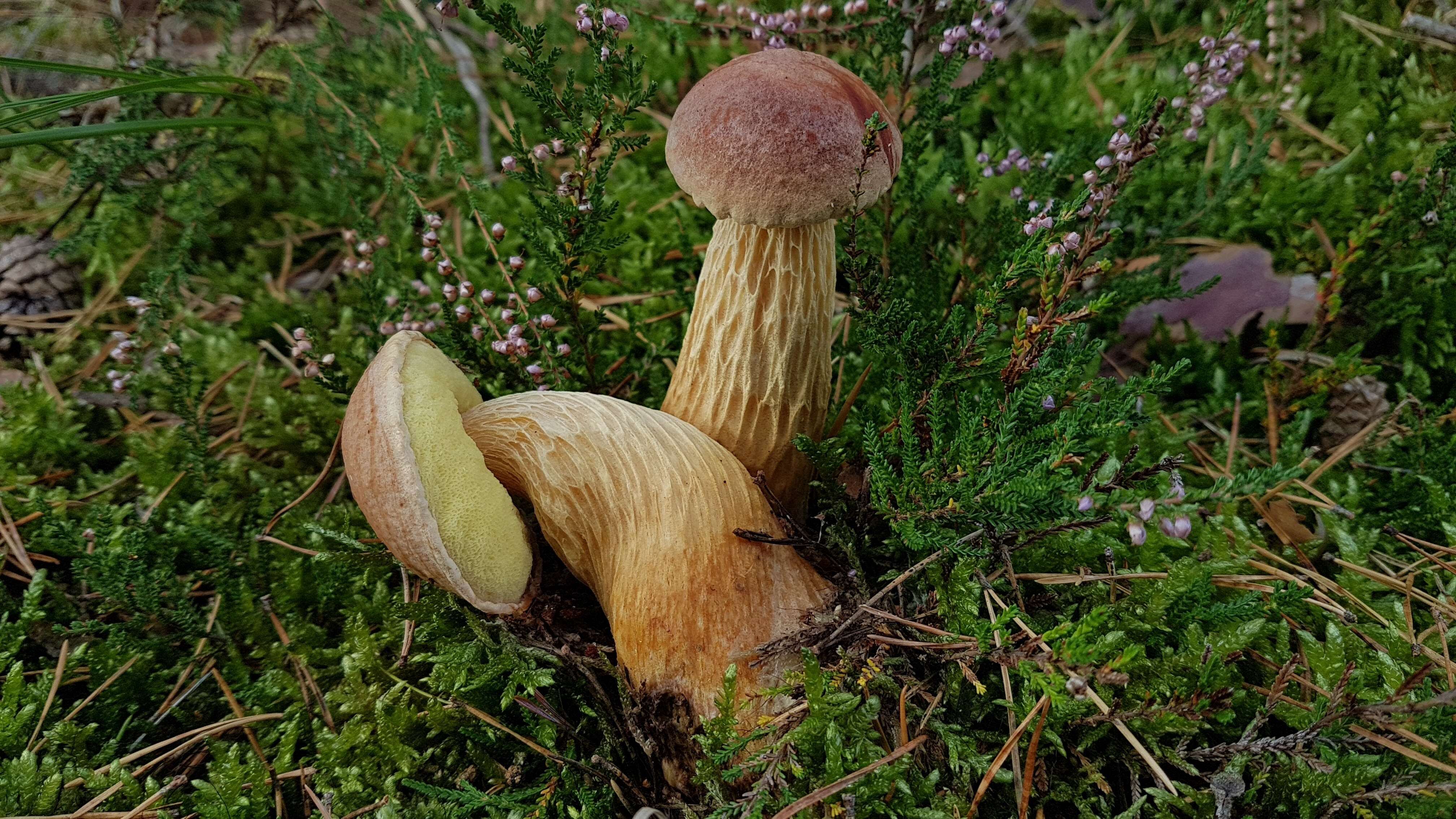 Слика од Aureoboletus projectellus (Murrill) Halling 2015