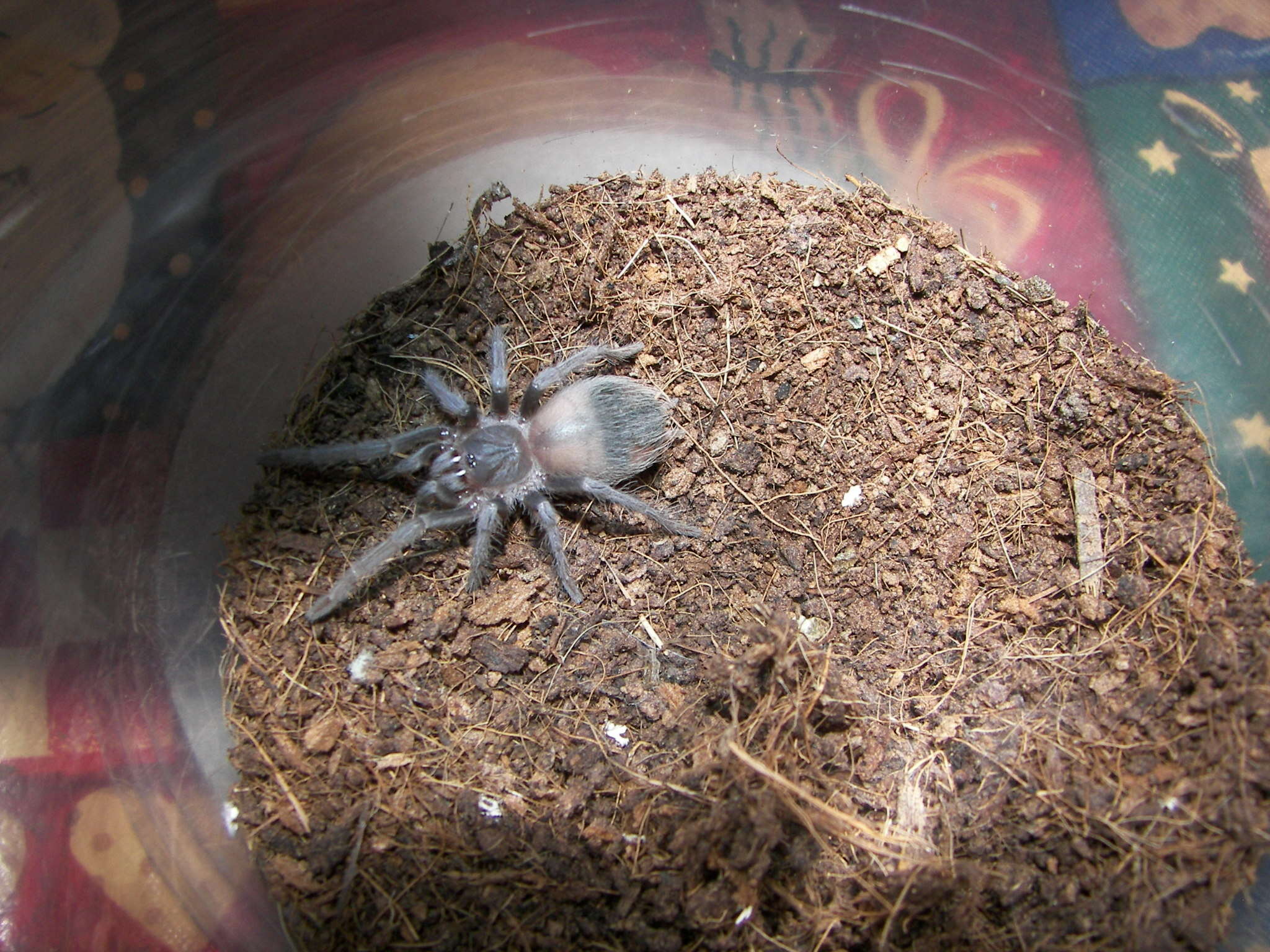 Image of Bahia Scarlet Tarantula