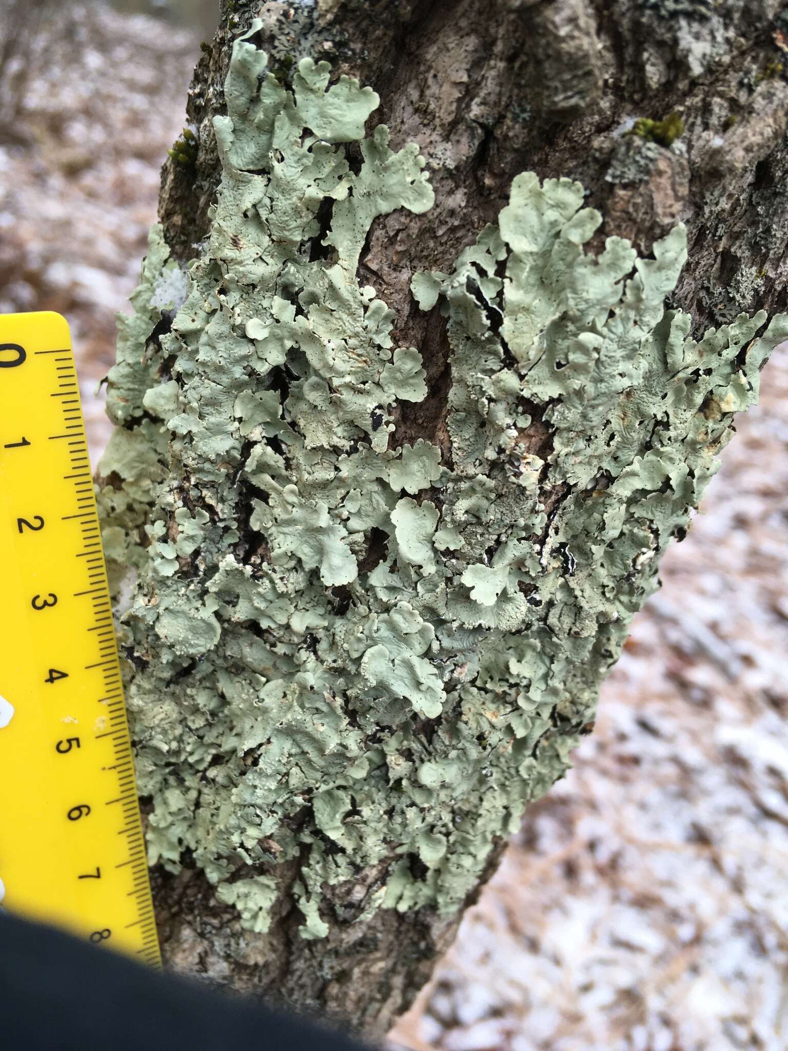 Image of Common greenshield lichen