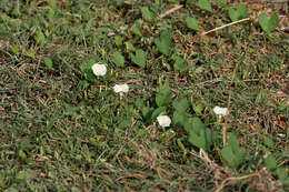 Image of Obscure Morning Glory