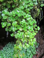 Image of Opposite-leaved Golden Saxifrage