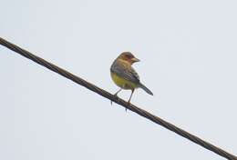 Image of Brown-headed Bunting