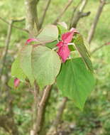 Image of Mallotus japonicus (L. fil.) Müll. Arg.