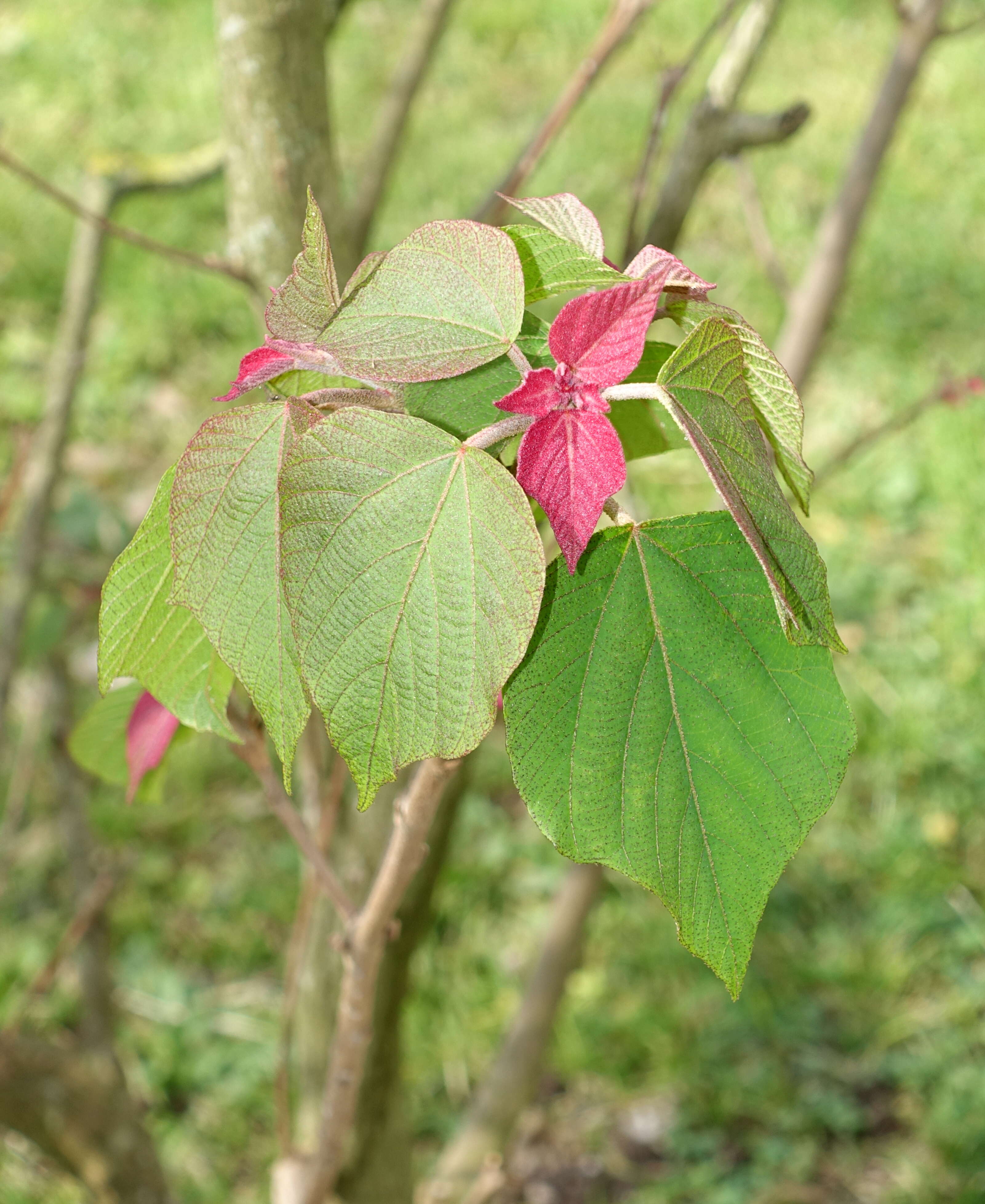 Image of Mallotus japonicus (L. fil.) Müll. Arg.