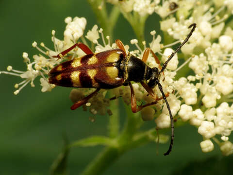 Image of Banded Longhorn