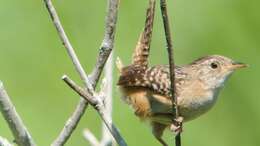 Image of Sedge Wren