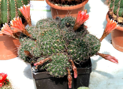 Echinopsis pampana (Britton & Rose) D. R. Hunt resmi