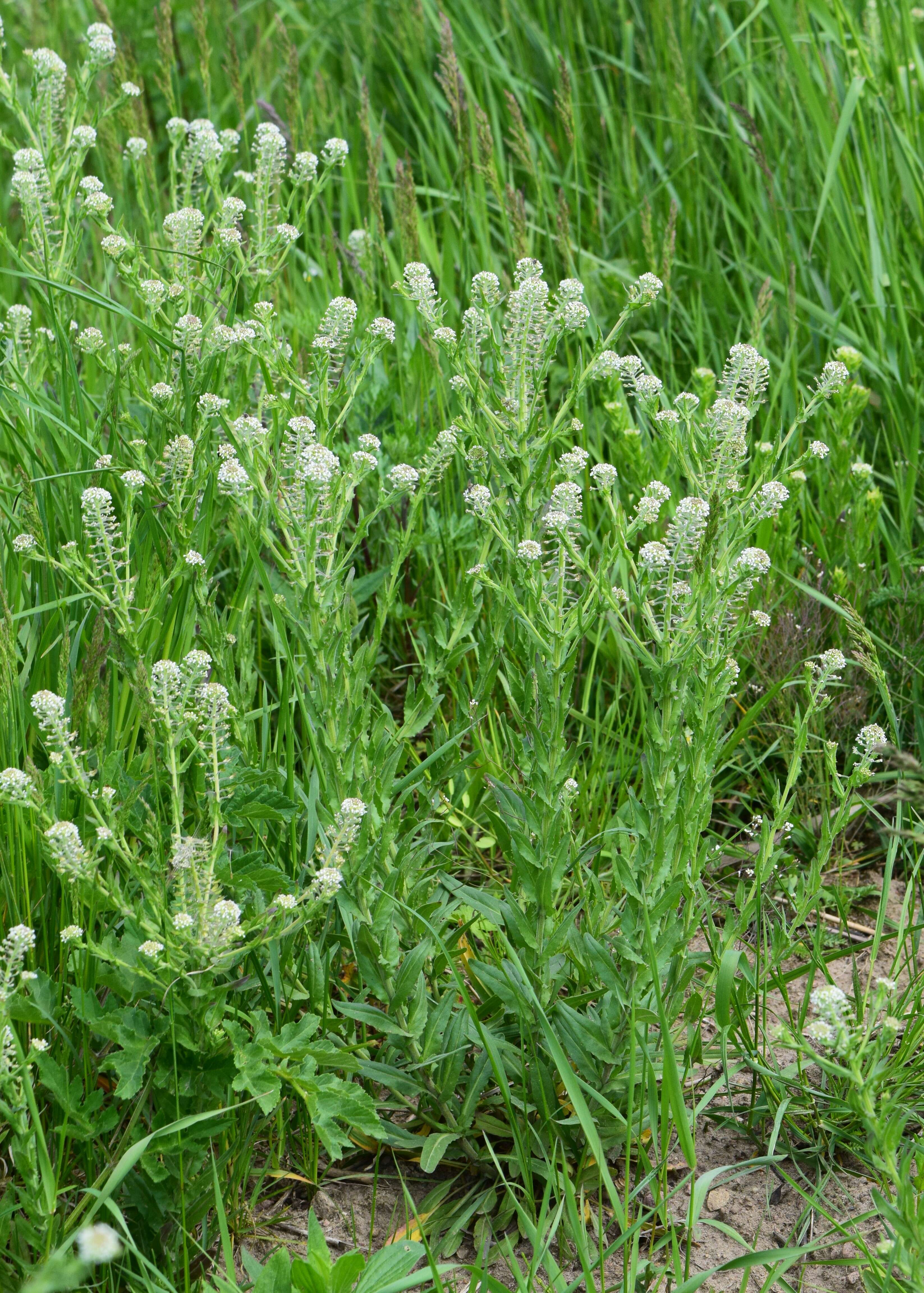 Image of field pepperweed