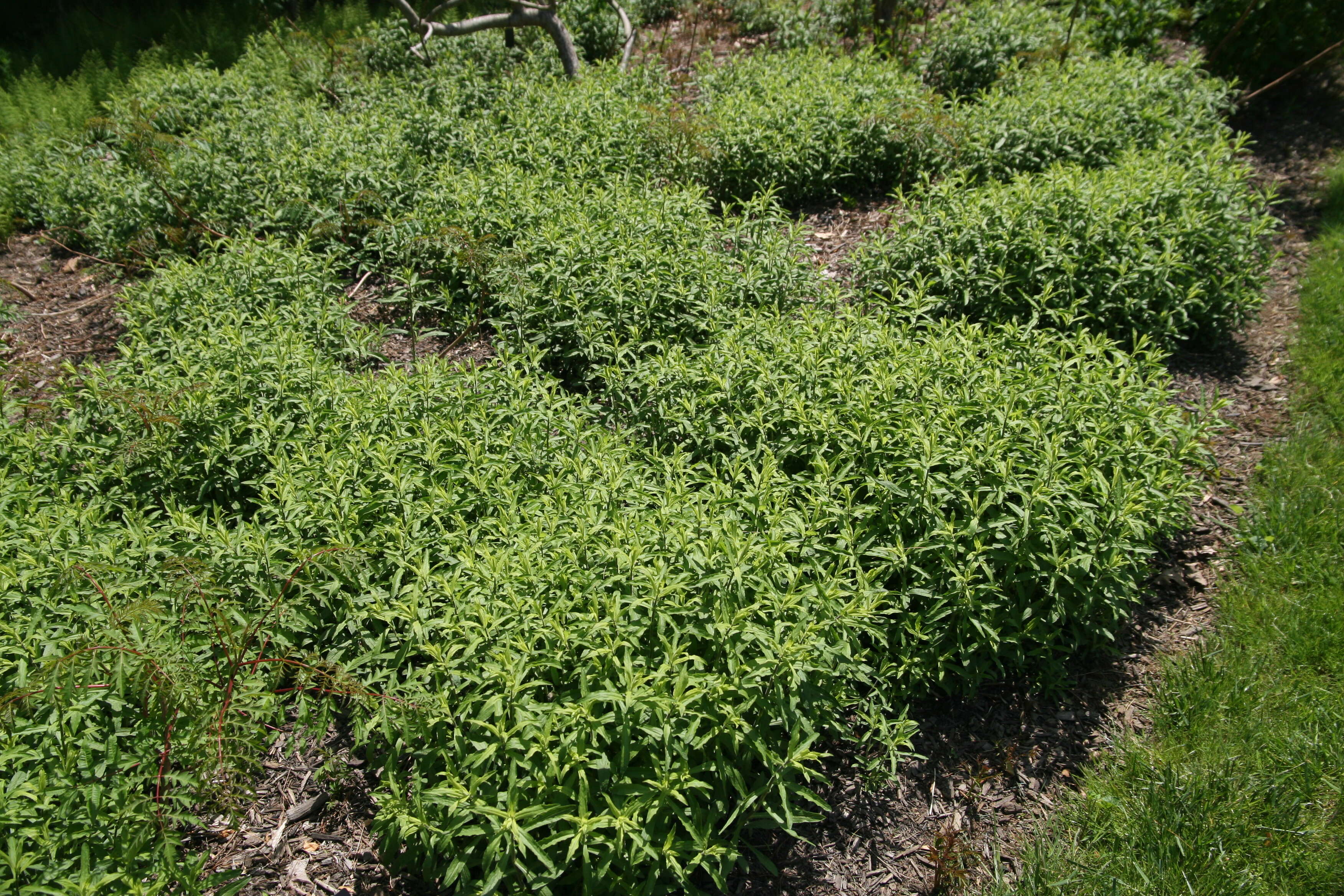 Image of aromatic aster