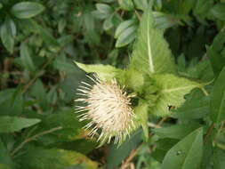 Image of Cabbage Thistle