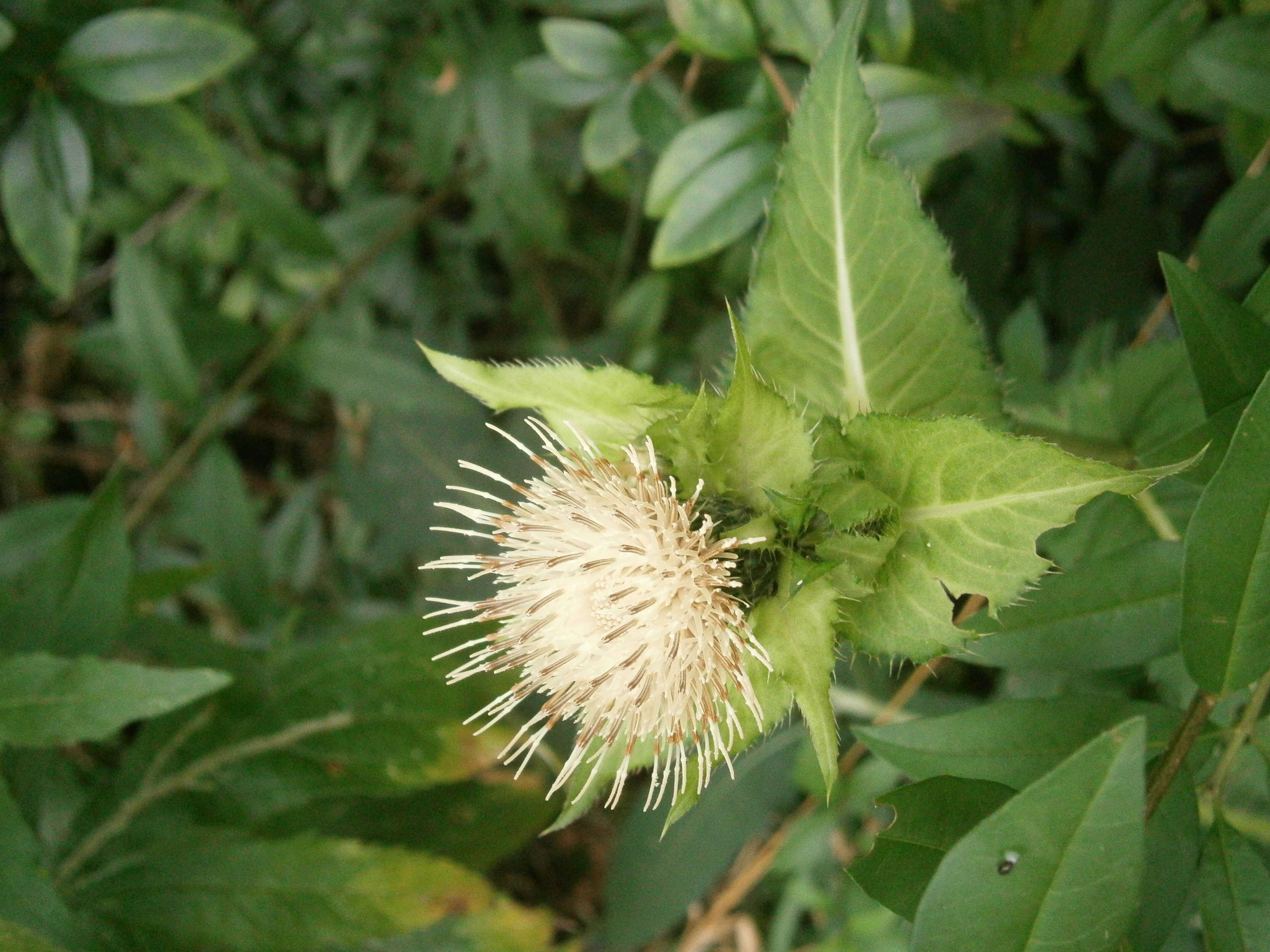 Image of Cabbage Thistle