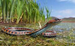 Sivun Thamnophis sirtalis infernalis (Blainville 1835) kuva