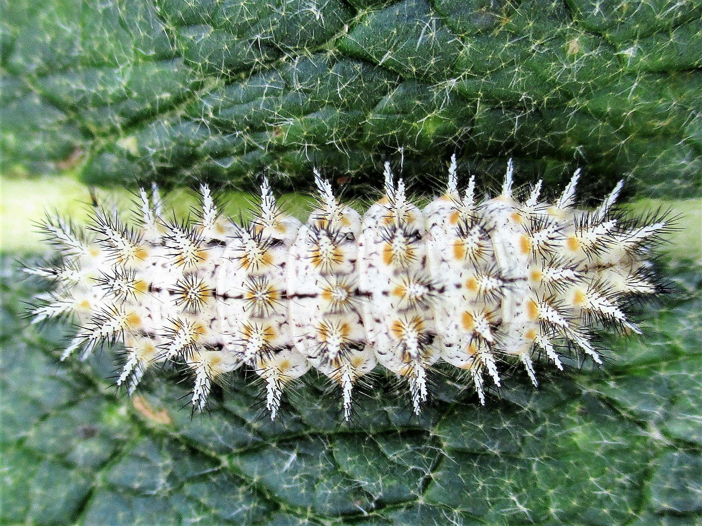 Image of Melitaea trivia