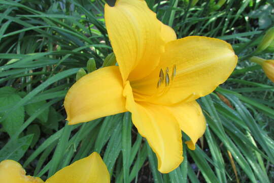 Imagem de Hemerocallis lilioasphodelus L.