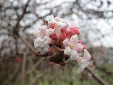 Sivun Viburnum × bodnantense kuva