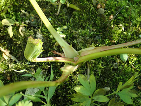 Слика од Sanguisorba hakusanensis Makino