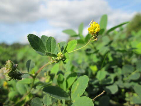 Image of black medick