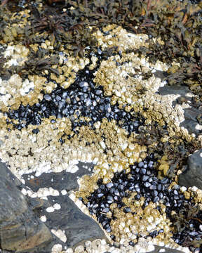 Image of Blue mussel