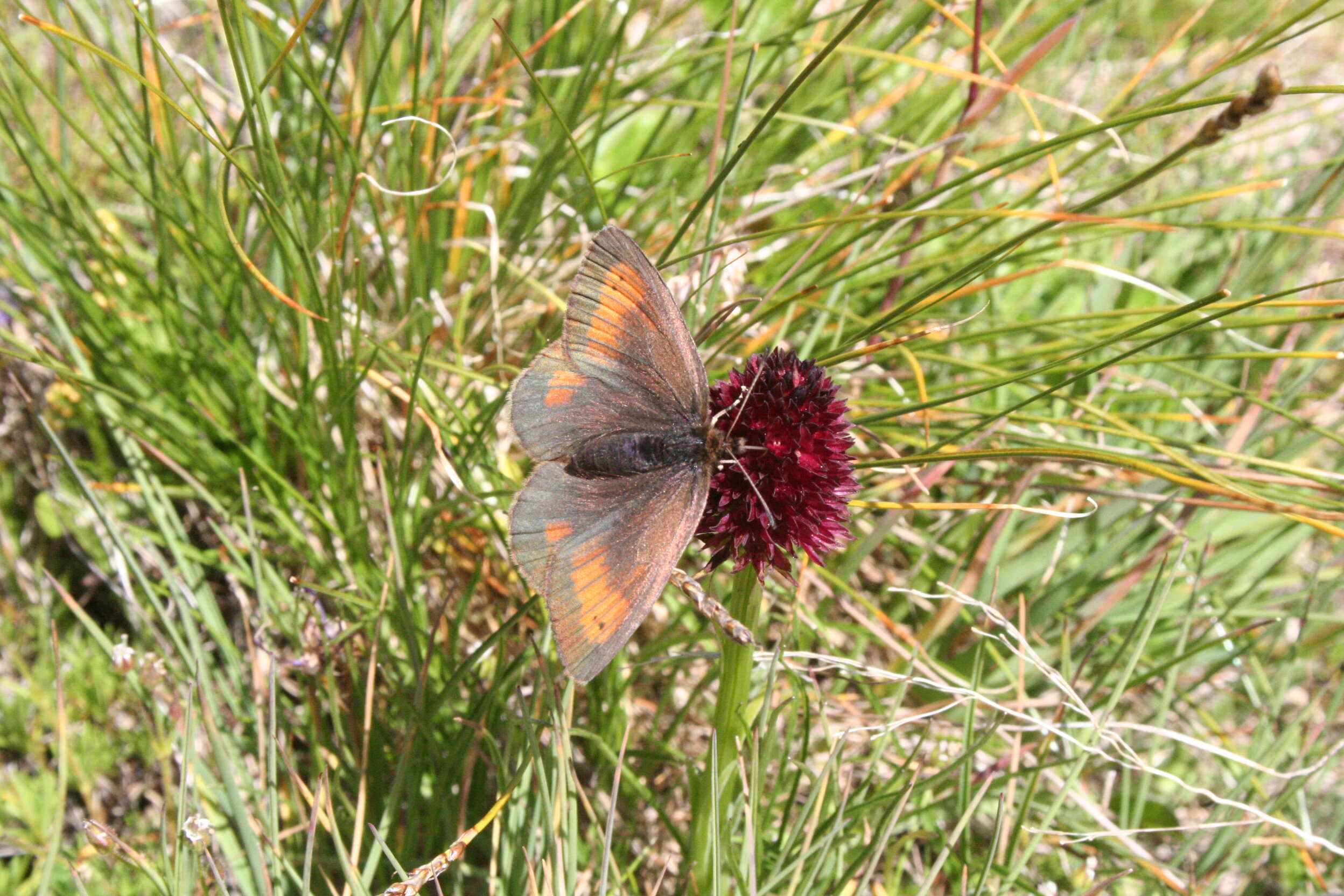 Image of Mnestra’s Ringlet