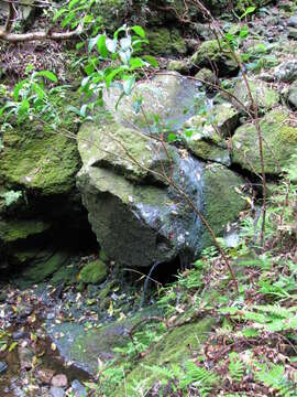 Image of delta maidenhair