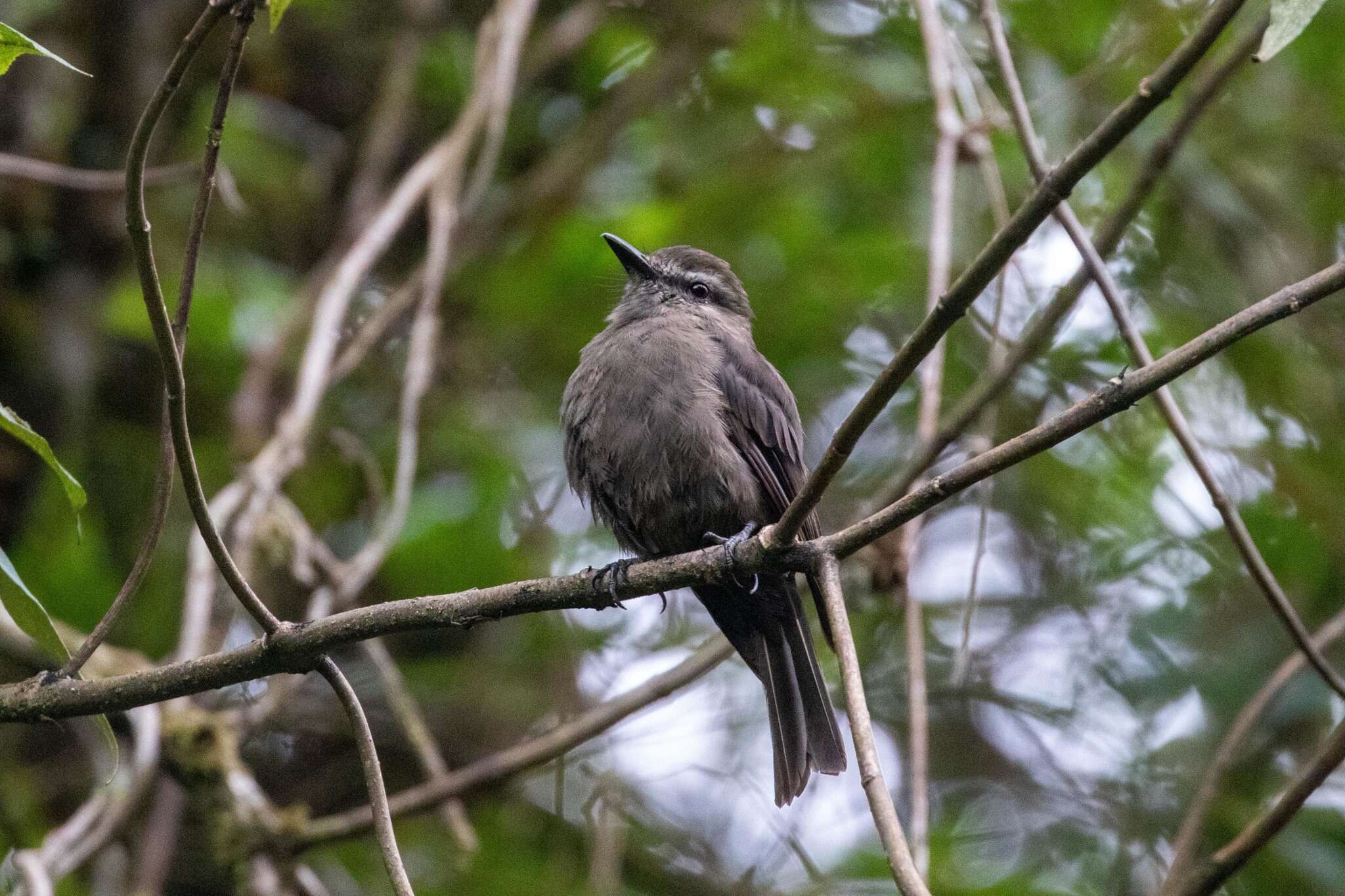 Image of Smoky Bush Tyrant