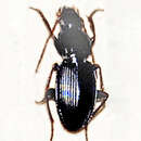 Image of Pterostichus (Pseudorites) nicaeensis (A. & G. B. Villa 1835)