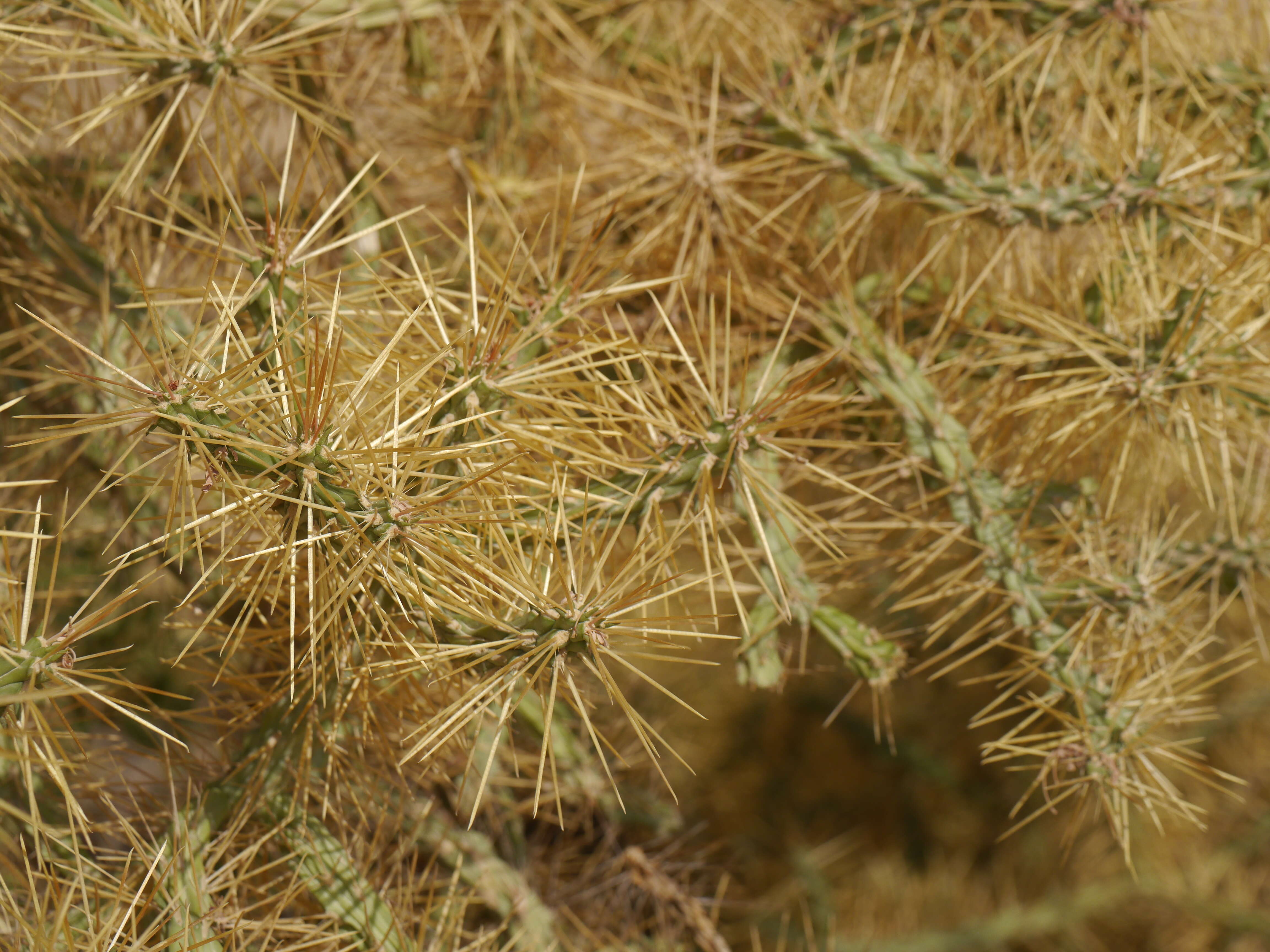 Image de Cylindropuntia ramosissima (Engelm.) F. M. Knuth