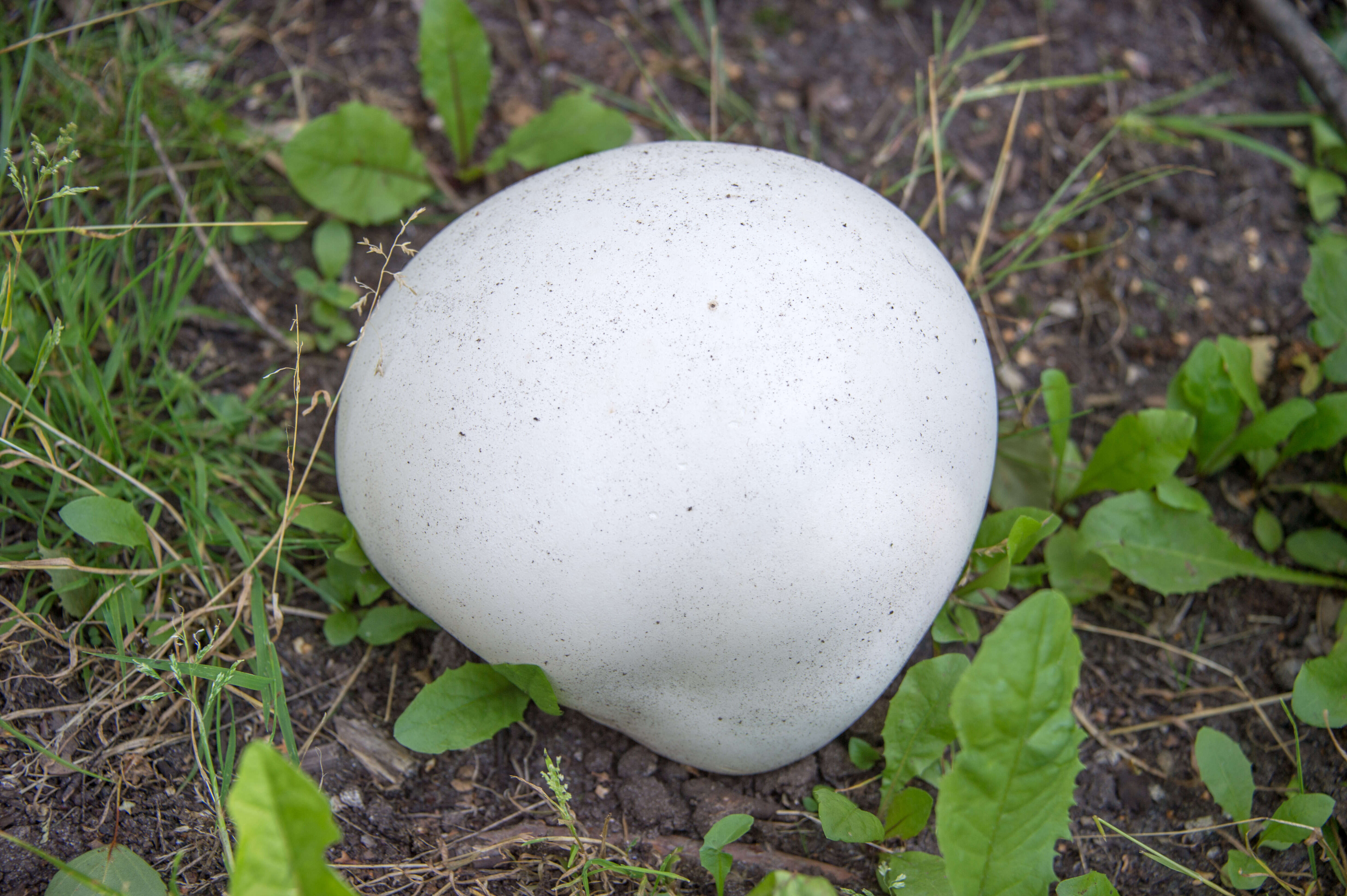 Image of Calvatia gigantea (Batsch) Lloyd 1904