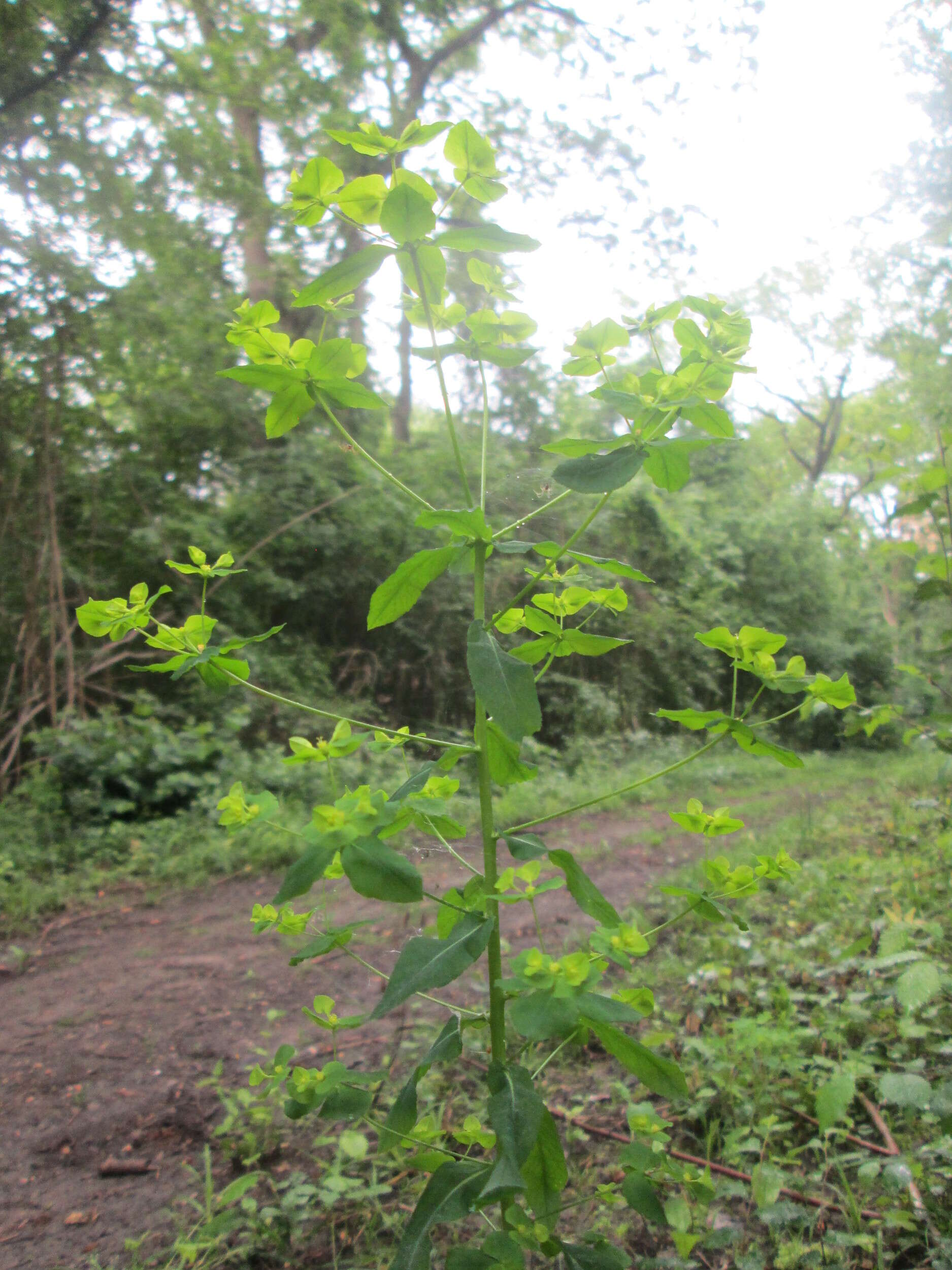 Image of sweet spurge