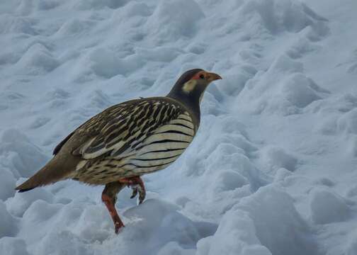 Image of Tibetan Snowcock