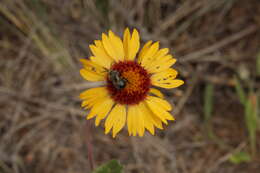 Image of Common perennial gaillardia