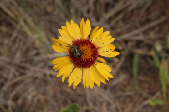 Image of Common perennial gaillardia