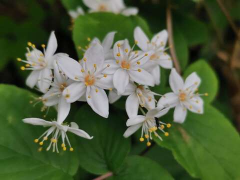 Image of fuzzy pride-of-Rochester