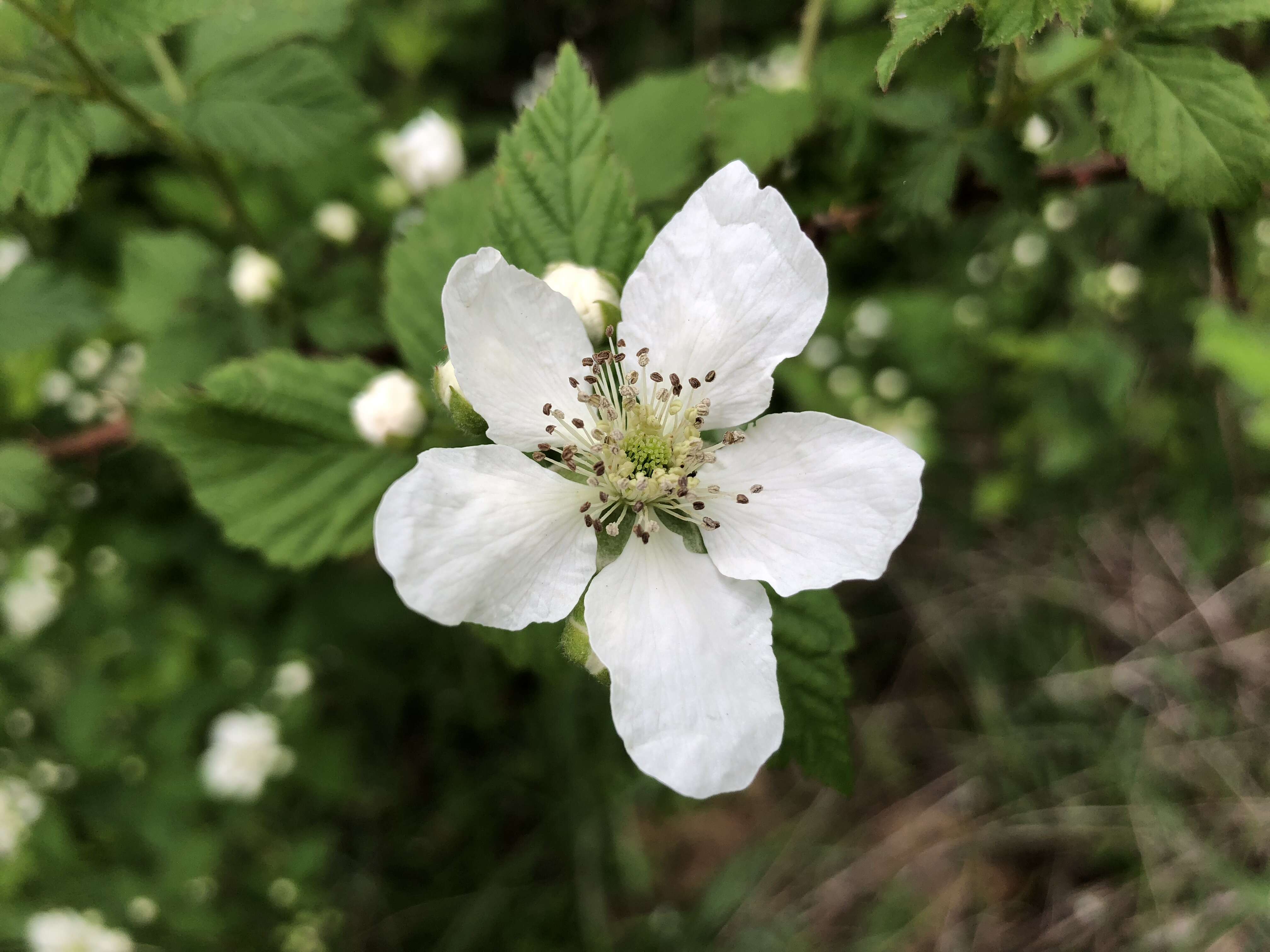 Imagem de Rubus allegheniensis Porter