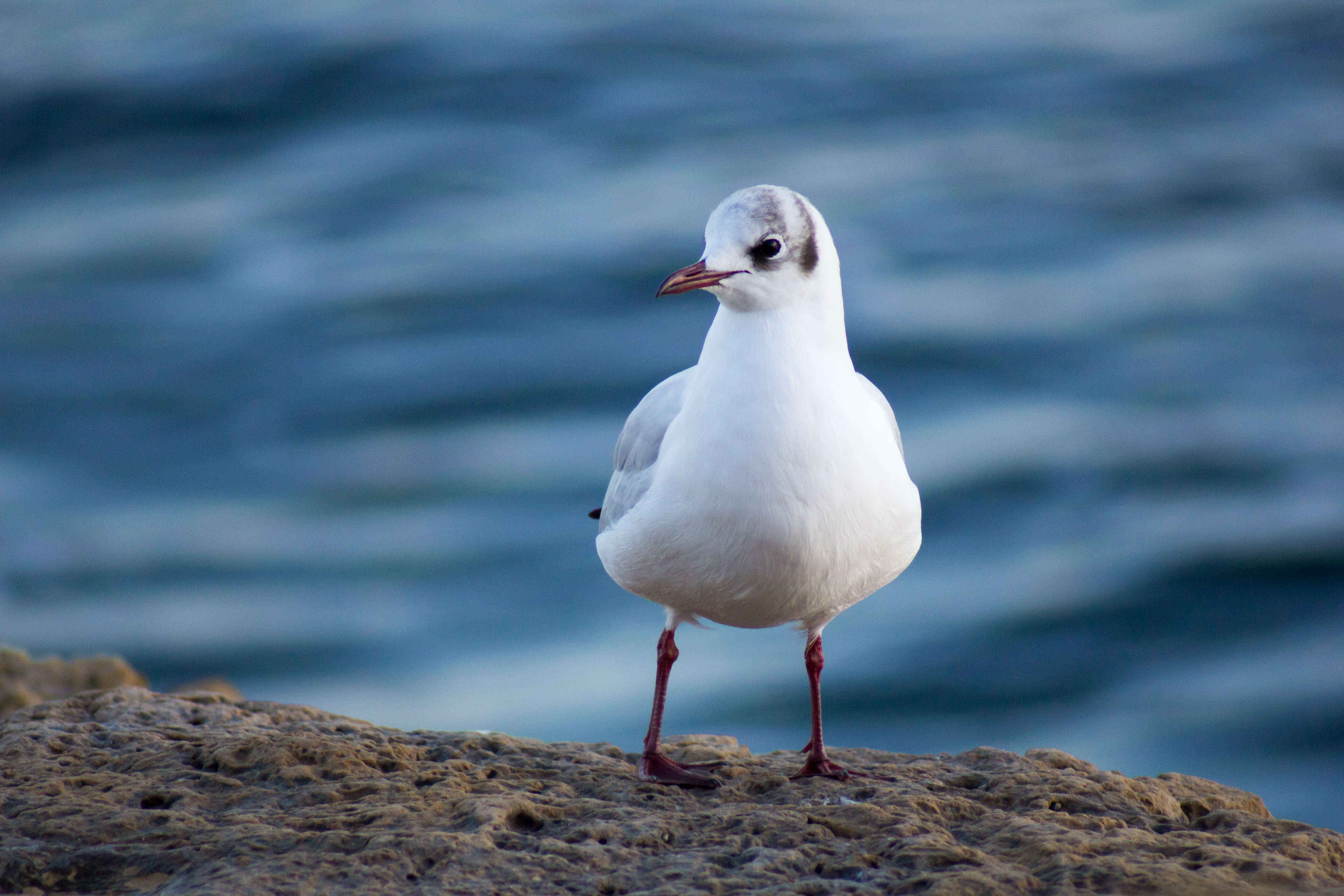 Image of Black-headed Gull