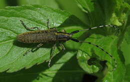 Image of Agapanthia (Epoptes) villosoviridescens (Degeer 1775)