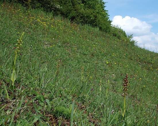 Image of Frog orchid