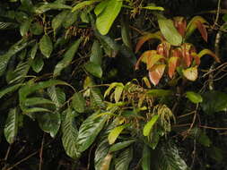 Image of Meliosma simplicifolia (Roxb.) Walp.