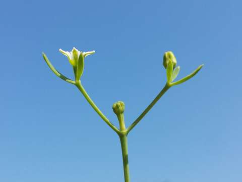 Image of flaxleaf