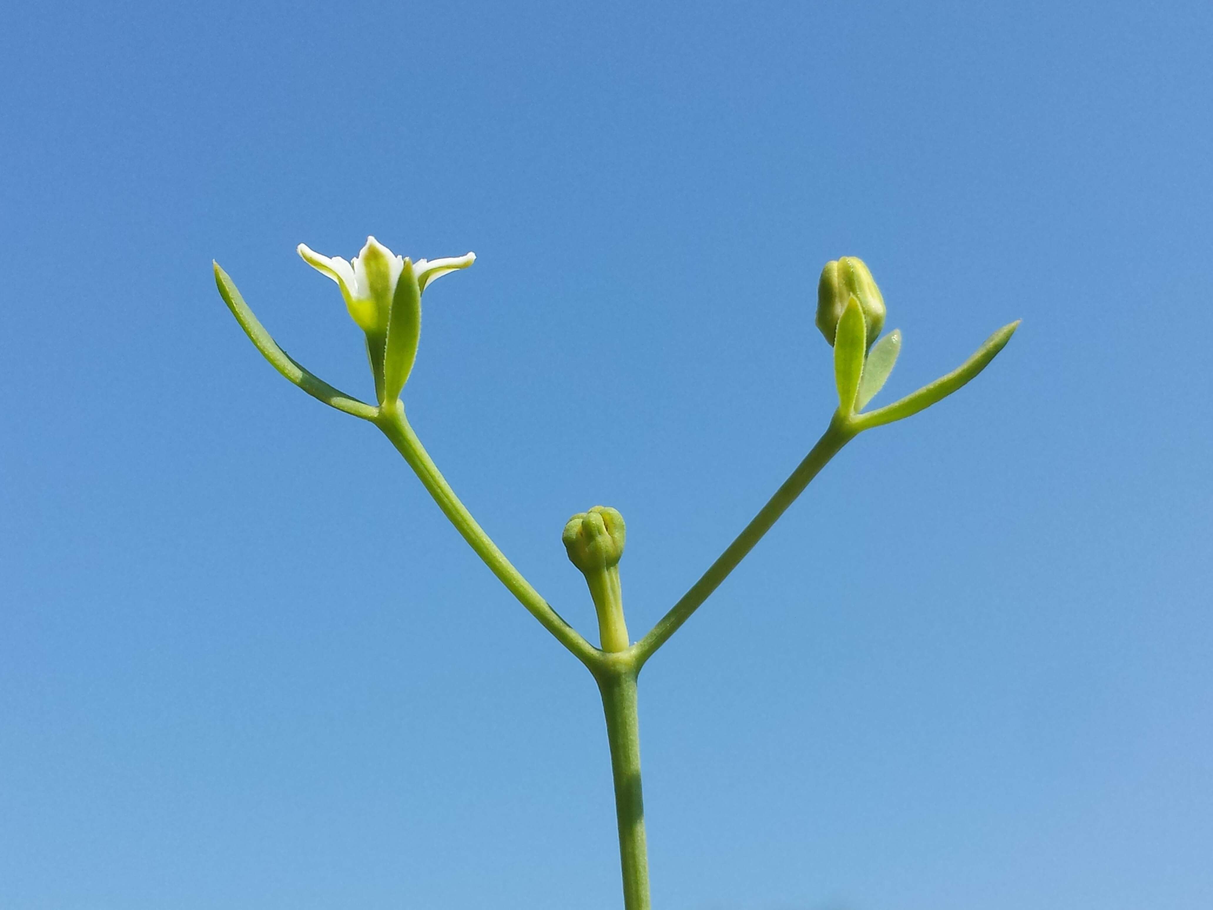 Image de Thesium linophyllon L.