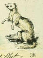 Image of domestic ferret