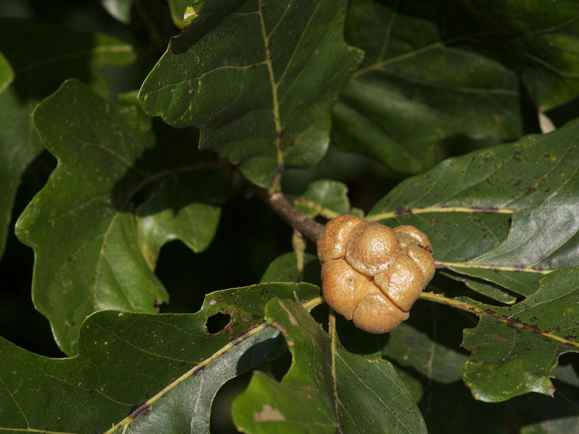 Sivun Quercus stellata Wangenh. kuva