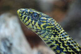 Image of King ratsnake