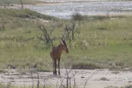 Image of Hartebeest